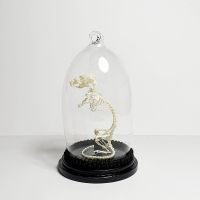 Verlicht Natuur Historische Decoratie. Skelet muis